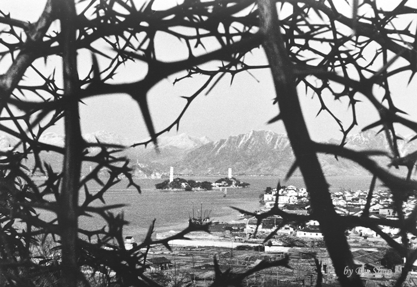 A Fascinating View of the Jiangxin Islet through Thorn Tree