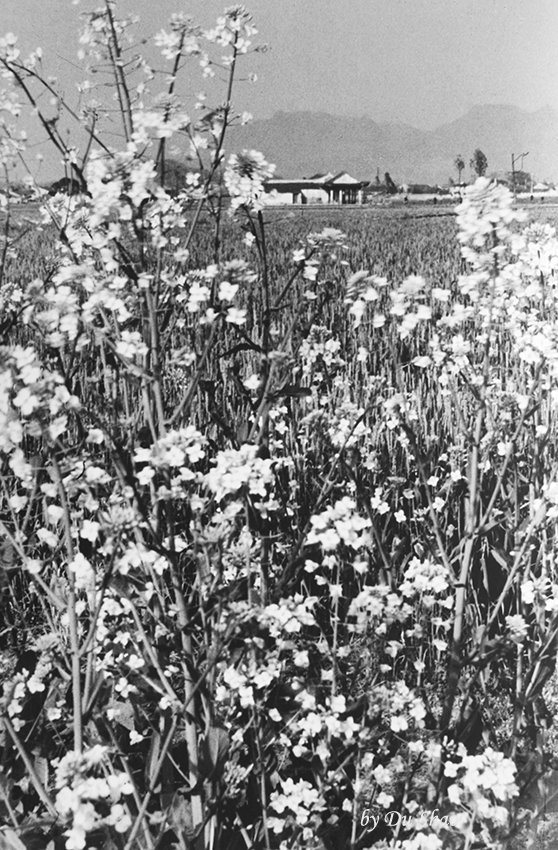 Canola Flower Wheat Seedling Revel in East Wind